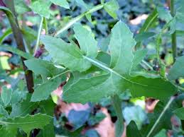 Image result for Lactuca indica