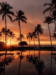 Image result for Faroa pusilla