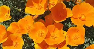 Maybe you would like to learn more about one of these? Growing California Poppy Learn Eschscholzia Californica Care
