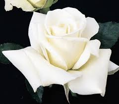 Cool_._whipall rights administered by yg entertainmentvideo made by vibes musicmashup by vibes music. John F Kennedy Hybrid Tea Rose