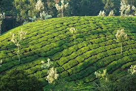 We went their while on our way to ravangla from gangtok. The Beautiful Tea Plantations By Dave Stamboulis Travel Photography