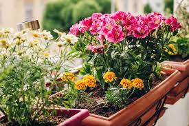 How To Grow Freesia Flowers In Your Garden Tricks To Care
