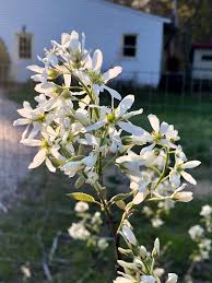 Image result for Amelanchier laevis