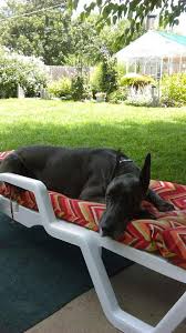 If you feel your pet needs to be seen before you are able to get an appointment, our veterinarians will work to get you in between scheduled appointments. Nestle Purina Petcare S Beneful Products Allegedly Poisoning Dogs Fortune