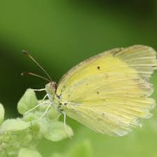 Image result for Mimosa Yellow 1990 Tracer