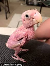 These cats tend to be outgoing, affectionate, and quite playful. Rhea The Naked Bird Gains Instagram Following After Losing Her Feathers Due To A Virus Daily Mail Online