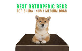 How to identify a shiba inu. Best Orthopedic Dog Beds For Shiba Inus Medium Dog Breeds My First Shiba Inu