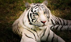 The white tiger is a highlight of any zoo, and this stuffed white tiger furry friend with its black stripes will add cuteness to your zoo animal collection! White Bengal Tigers Key Facts Information Pictures