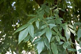 True to type and vigorous. Identify The Ash