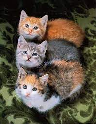 so cute 3 katzen katzen bilder und lustige katzen