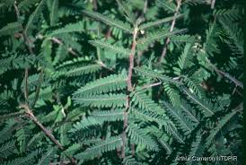 Image result for Aeschynomene