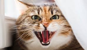 Image result for picture of a cat meowing that shows women being bad