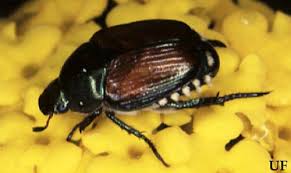 White Grubs Phyllophaga And Other Species