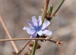 Image result for Cichorium intybus