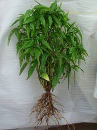 Cây Hoàn Ngọc / Xuân Hoa - Mua ở đâu, có công dụng gì ?