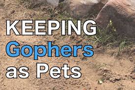 Can You Keep Gophers As Pets You Ll Need This Special License Pest Pointers Tips For At Home Pest Control