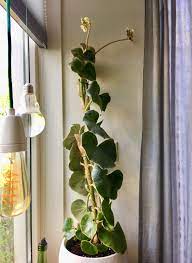 Pin On Begonias