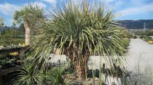 Image result for Nelsonia smithii