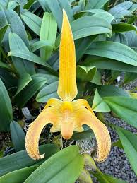 Image result for Bulbophyllum elliotii