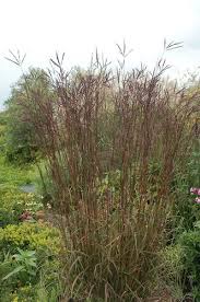 Image result for Andropogon lima