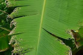 Aphididae), is a major pest of cultivated bananas ( musa spp. Banana Deficiencies In Hawaii Tropical Self Sufficiency