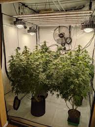 Before we get started, for those interested in our staff's recommendations of best the primary types used in horticulture include metal halide (mh), and high pressure sodium (hps). Growing Information Led Grow Lights