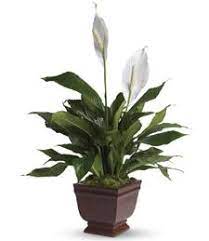 Click here to order flowers for any occasion! Flowers From The Heart East Main St Philadelphia Ms 39350