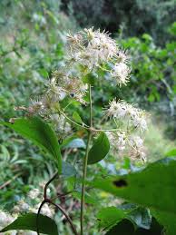 Image result for Clematis brachiata