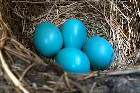 Garden Bird Birds And Their Eggs Pictures All About Eggshell Colors Why Are Robin Eggs Blue Bird Eggs Blue Eggs Bird Care