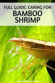 Caresheet Bamboo Shrimp Atyopsis Moluccensis Aquariadise In 2020 Aquarium Fish Tank Aquarium Planted Aquarium