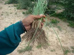 Image result for Kyllinga alba