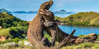 Apakah anda tahu jawaban yang benar? Soal Pembangunan Taman Nasional Komodo Kalimat Angelo Wake Kako Menohok Jokowi Mediaonline Co Id