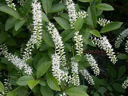 We did not find results for: Virginia Sweetspire Fairfax Gardening