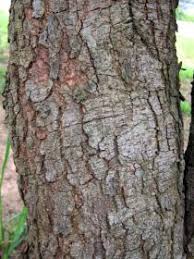 Image result for Cassia sieberiana