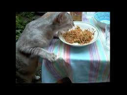 Here is why you shouldn't feed your cat with chips. My Cats Eating Noodles Youtube