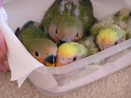 Baby Bird With Large Beak Baby Lovebirds Cute Birds Pet Birds Love Birds