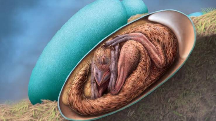 It is one of the best dinosaur embryos
