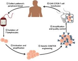 frontiers engineered t cell therapy for cancer in the
