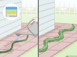 Use dechlorinated or rainwater where possible. How To Grow Moss 13 Steps With Pictures Wikihow Life