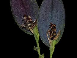 Image result for Trichilia quadrivalvis