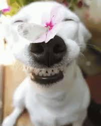 Border collie pup with flowers photo wp08719. Cute Dogs Gif Cute Dogs Discover Share Gifs