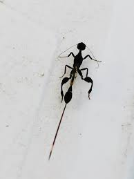 Image result for Cyphostemma omburense