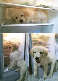 Will mature at 70 to 85 lbs they will be large dogs and need room to run and play! 13 Pictures Of Golden Retriever Puppies That Show Just How Adorable They Are Top13