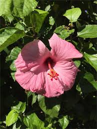 My plant suddenly turned yellow and lost all its leaves. Hibiscus Tree Care Complete Guide On Growing Hibiscus