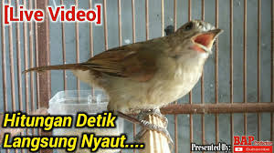 Cara membedakan burung flamboyan jantan dan betina. Download Flamboyan Mp4 Mp3 3gp Mp4 Mp3 Daily Movies Hub