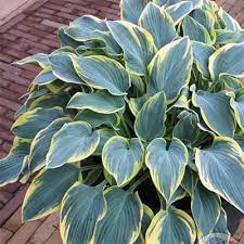 Gratis for kommersiell bruk ingen attribusjon kreves ingen opphavsrett. Perennials