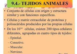 Pin En Tejido Conjuntivo