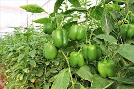Image result for Capsicum