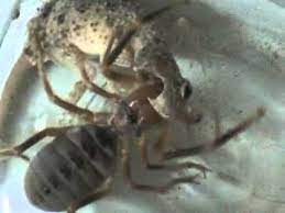 Massive huntsman spider photographed eating lizard in queensland, australia. Camel Spider Iraq 2007 Youtube
