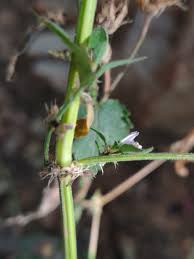 Image result for Justicia heterocarpa